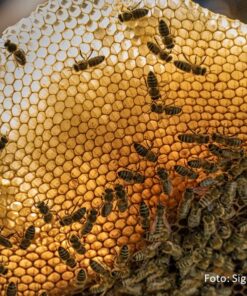 2633 BIO fuer Anfänger:innen am 25.04.2026