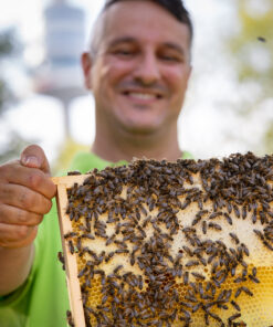 GK2605 Imker-Grundkurs ab Jänner 2026