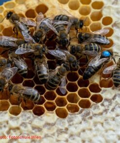 Gemeinsam Zucht stärken – Kostenloser Zuchtstoff aus Varroaresistenzzucht verfügbar