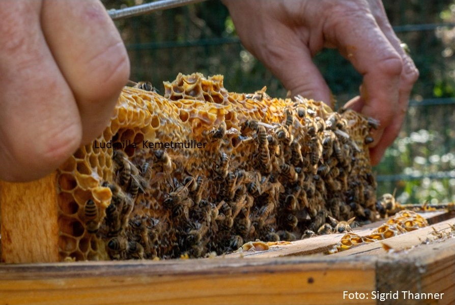 GK2602 Imker-Grundkurs ab Oktober 2025 – Bild 3