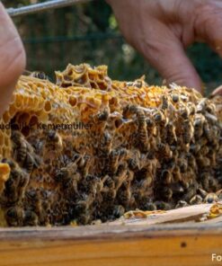 Alternative view of GK2603 Imker-Grundkurs ab November 2025