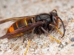 2626 Die invasive asiatische Hornisse am 06.03.2026