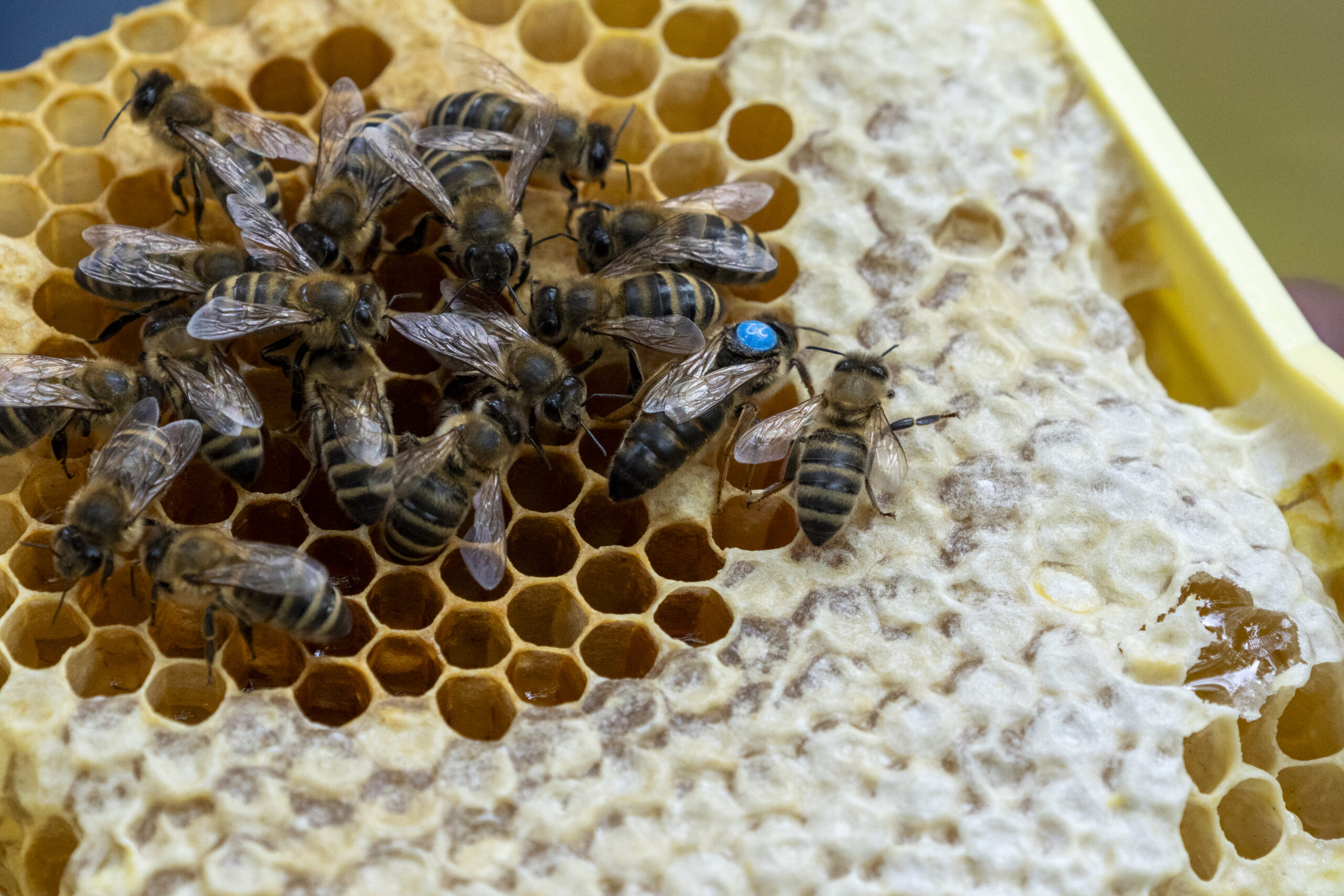 2631 Basis-Königinnen-Zuchtkurs - der Weg zur eigenen Bienenkönigin