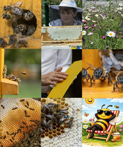 WEITERBILDUNGSSEMINARE und WORKSHOPS für Imker:innen – vom Grundwissen bis zur Spezialisierung